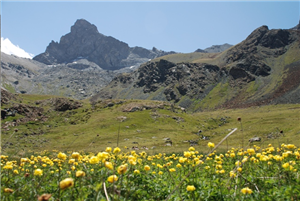 Tour du Queyras avec un âne (à partir de 495 €) ARRHES/pers  RESERVATION